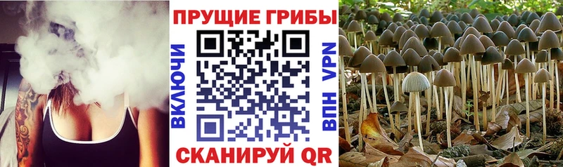 Галлюциногенные грибы мицелий  Пересвет 